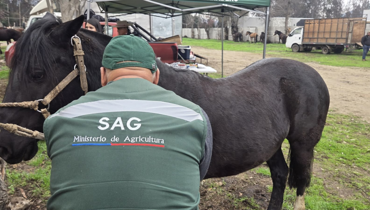 /sag-actualiza-normativa-sobre-trazabilidad-de-equinos-mulares-y-asnales