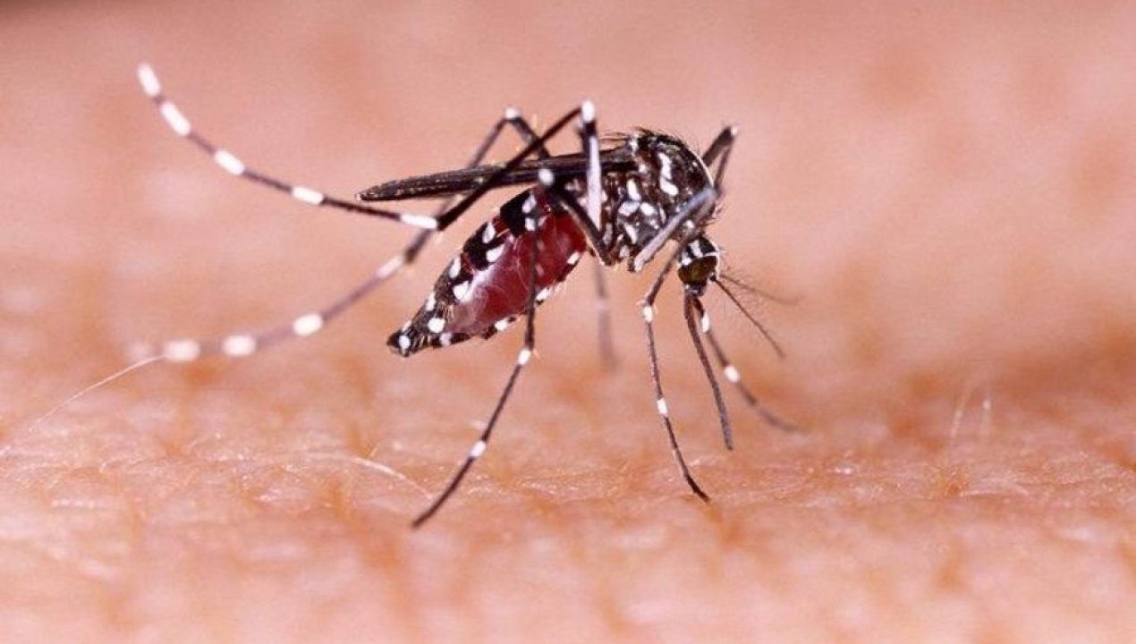 /regionales/alerta-sanitaria-en-antofagasta-por-deteccion-de-10-focos-del-mosquito