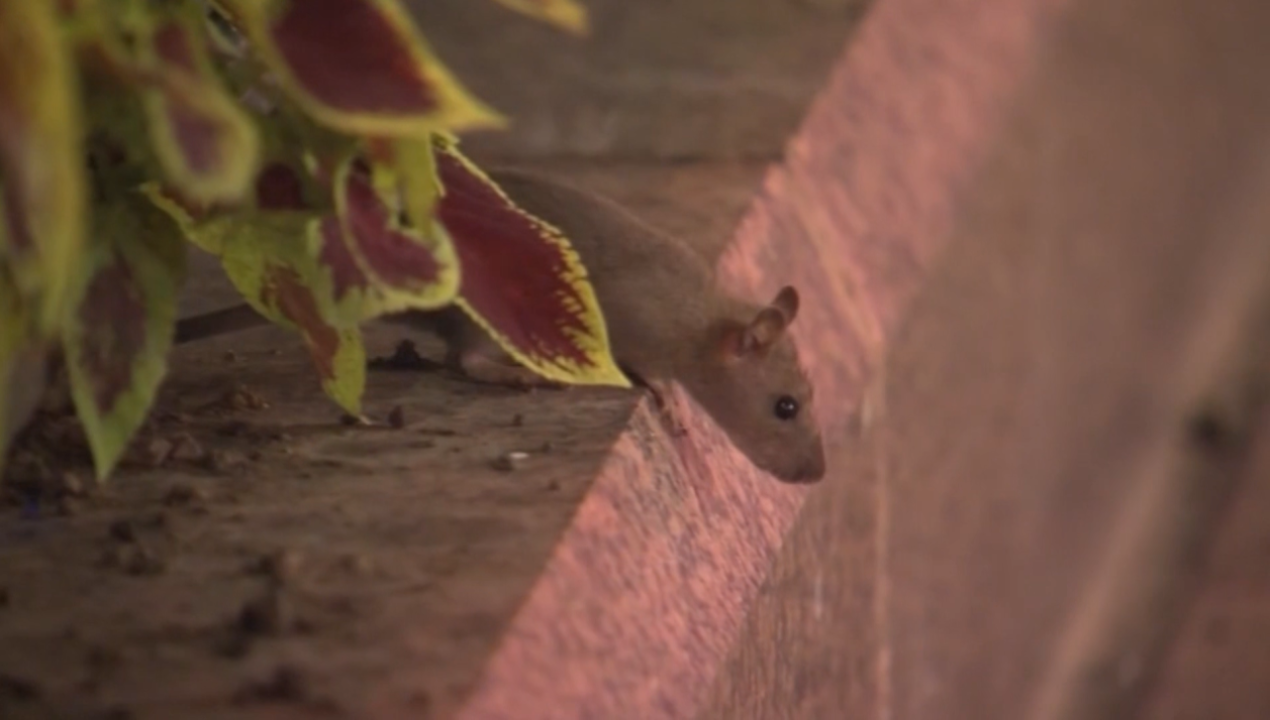/regiones-al-aire/sistema-frontal-y-alerta-por-hantavirus-en-regiones-al-aire